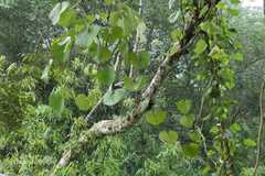 Aristolochia ringens